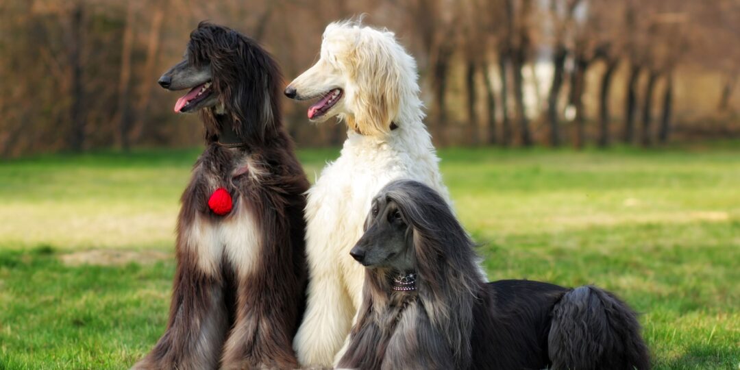 How to Start a Dog Breeding Business in 14 Steps