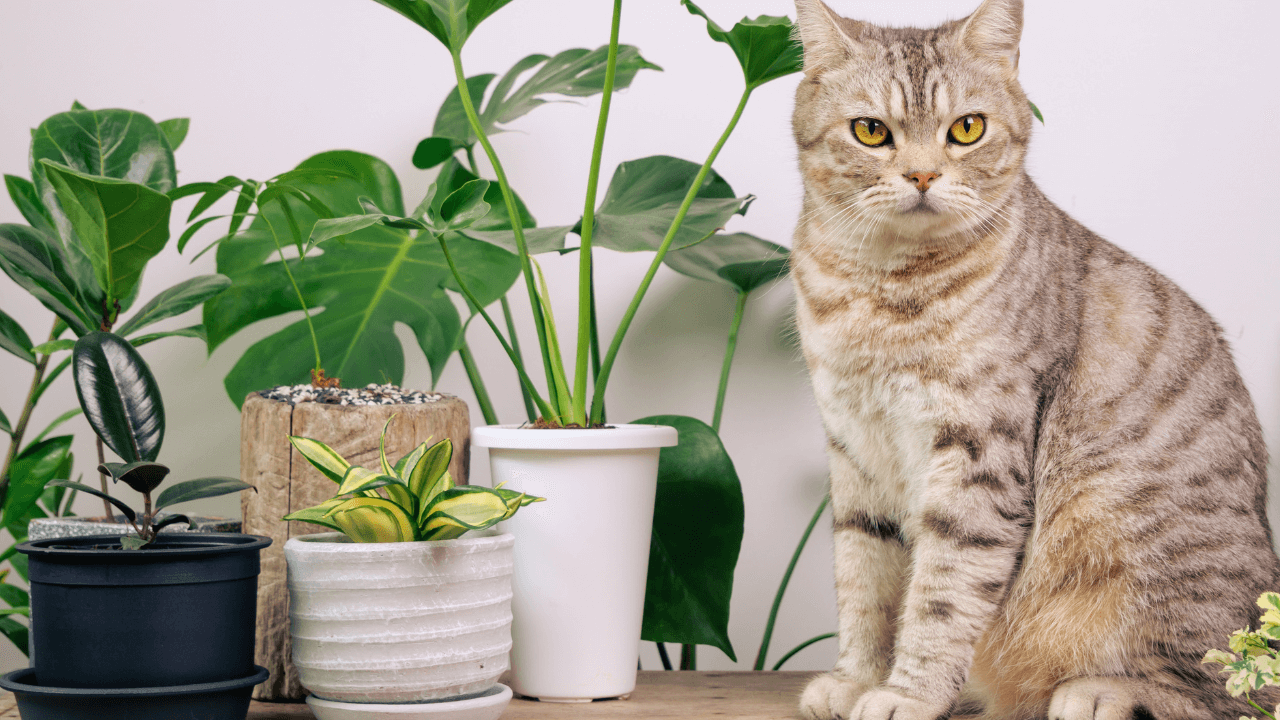 House-Sitting for Pets