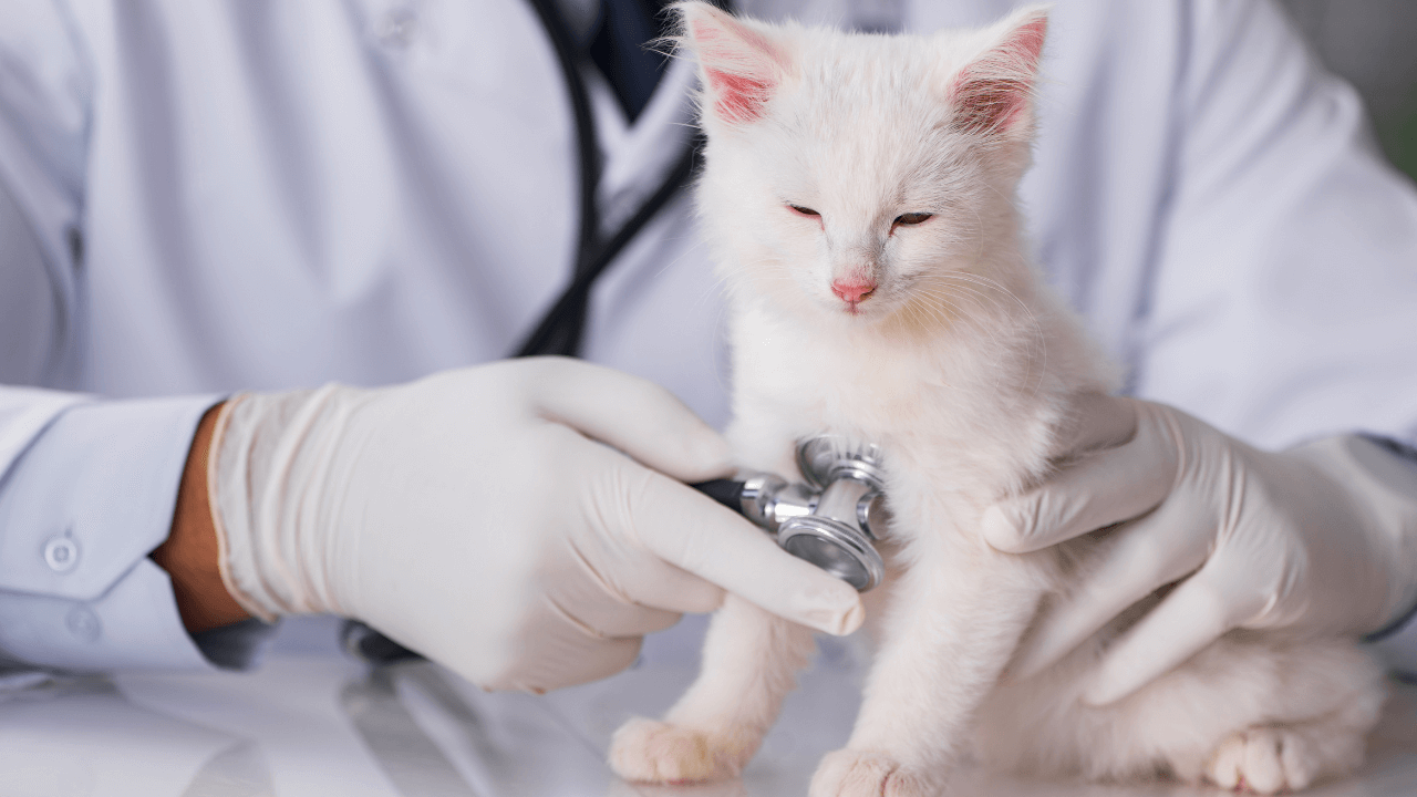 Forming an LLC for Veterinary Practice