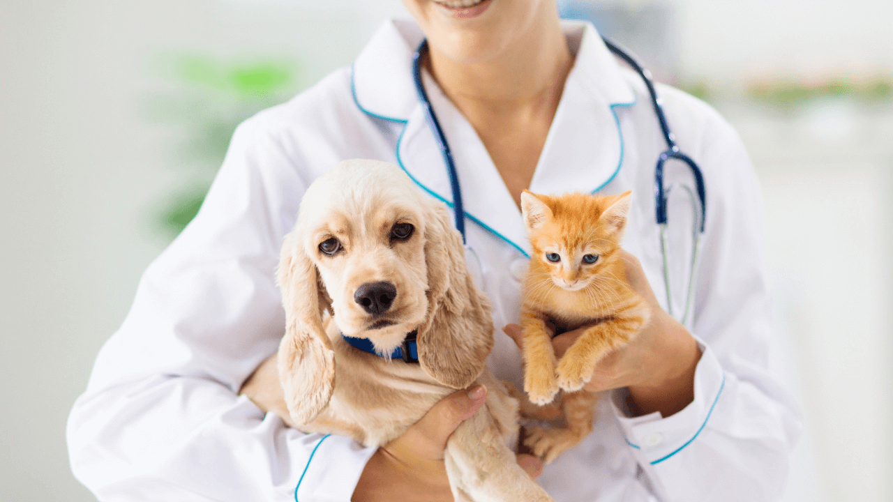 How to Successfully Launch Your Veterinary Business with an LLC in the USA