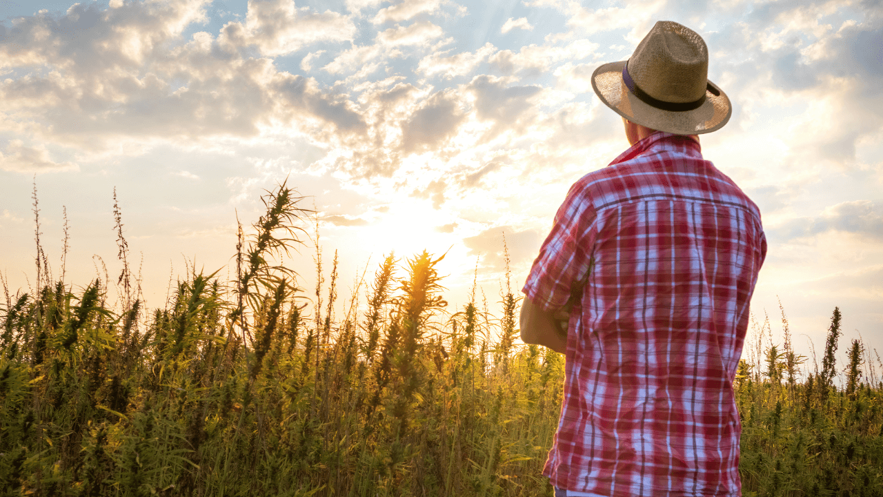 Pros and Cons of Different Business Entities for a Hemp Business